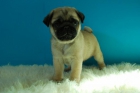 Cachorros Carlino Pug disponemos de machos y hembras - mejor precio | unprecio.es