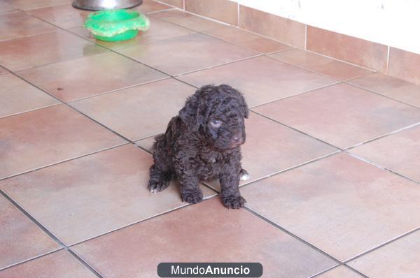 Cachorros de Perro de Agua Español