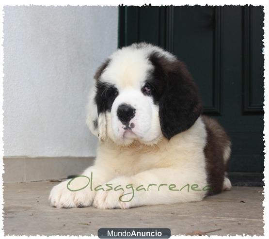 cachorros de san bernardo pelo corto y largo