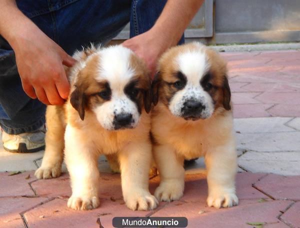 CACHORROS SAN BERNARDO 400 €