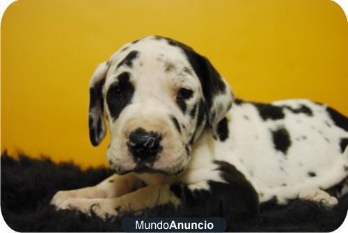 DOGO ALEMAN O GRAN DANES CACHORROS