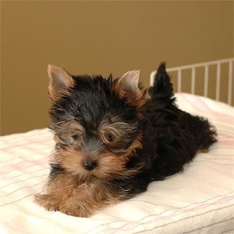 Lindo y adorable Yorkie cachorros para los hogares