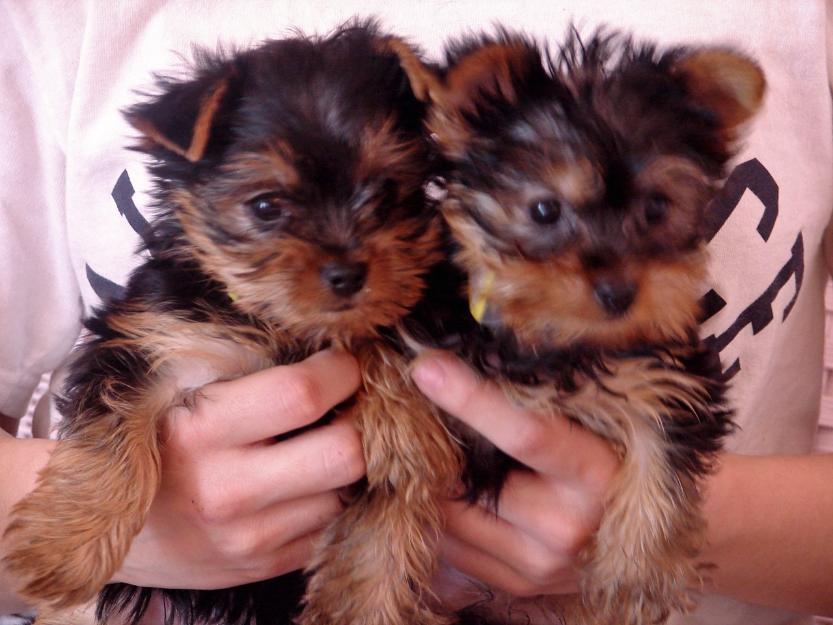 Natale Yorkshire Terrier cuccioli