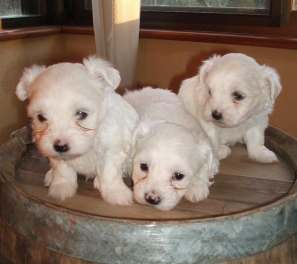 Vendo bichon Maltés con Pedigree