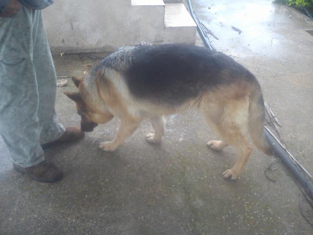 Vendo cachorros de pastor aleman con toda la documentación en mano