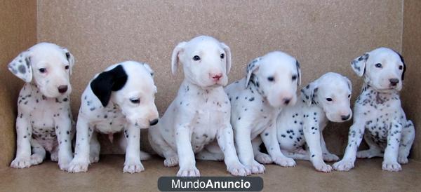 Dálmatas con manchas negras e hígado