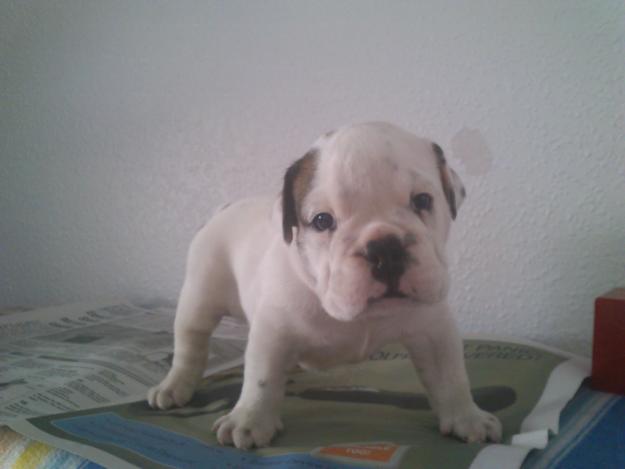 cachorros bulldog ingles excelente linea de sangre