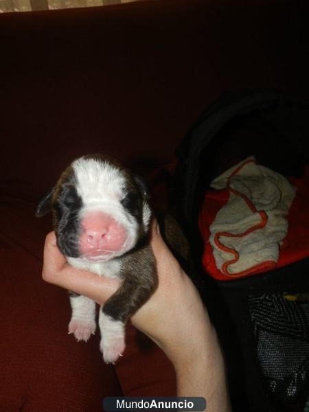 cachorros de boxer