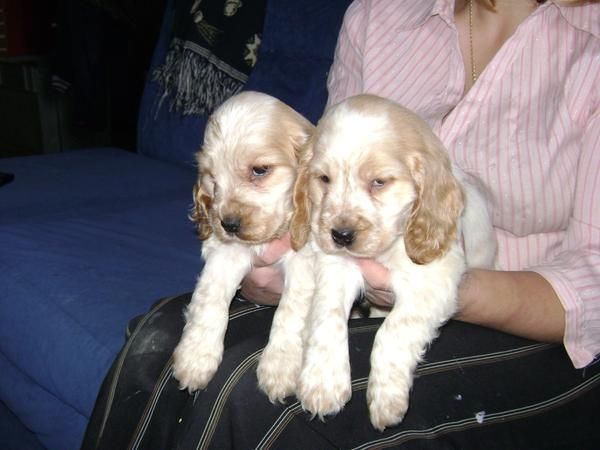 Cachorros de Cocker Ruano Naranja