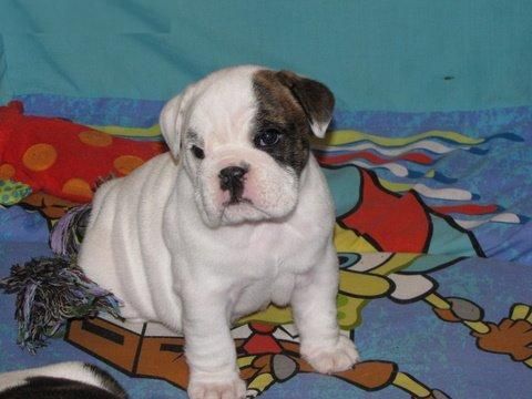 Chammy BULLDOG INGLES PARA USTED EN SU CASA