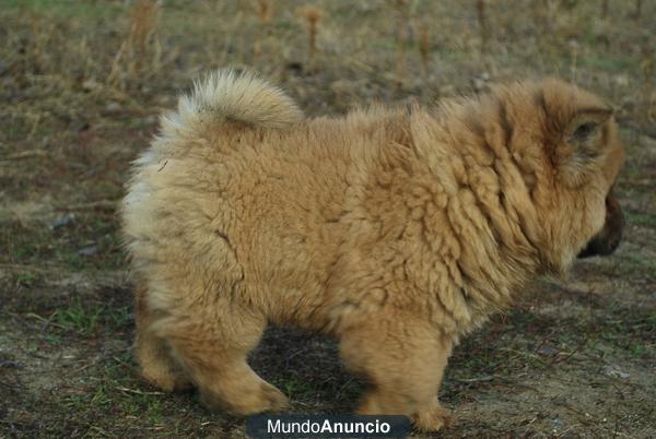 Chow Chow, preciosos cachorritos en venta¡ www.doogs.es