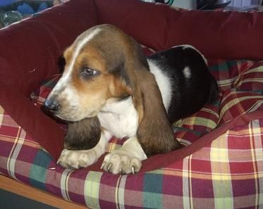 Tiernos cachorros de Basset hound,.- Sevilla