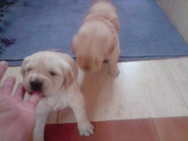 Vendo Golden Retriever