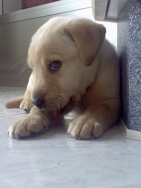 vendo labrador retriever