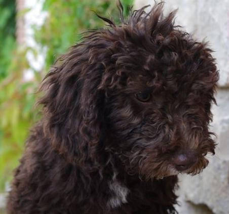 perro de agua español, cachorros padre campeon de España, 240 euros