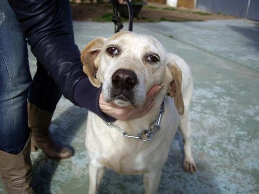 ayuda para tres perrito