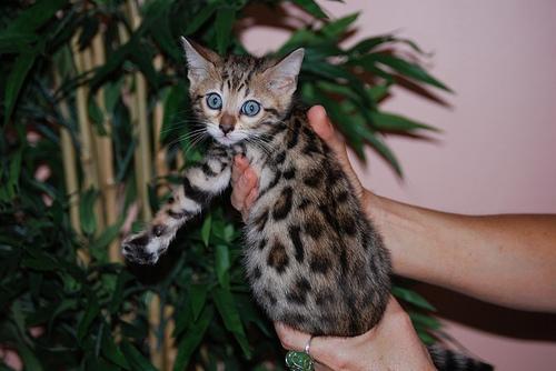 Bengala gatito hermoso para esta Navidad