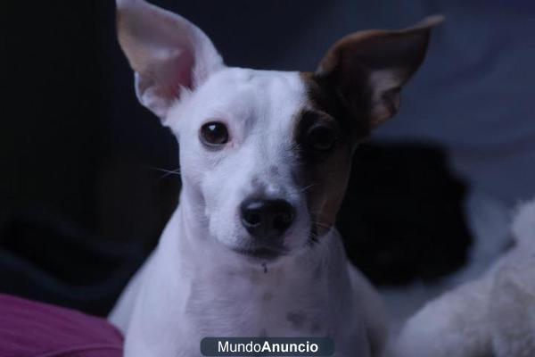 BUSCO NOVIA PARA MI JACK RUSSEL TERRIER NO SE VA A SENTIR DECEPCIONADA