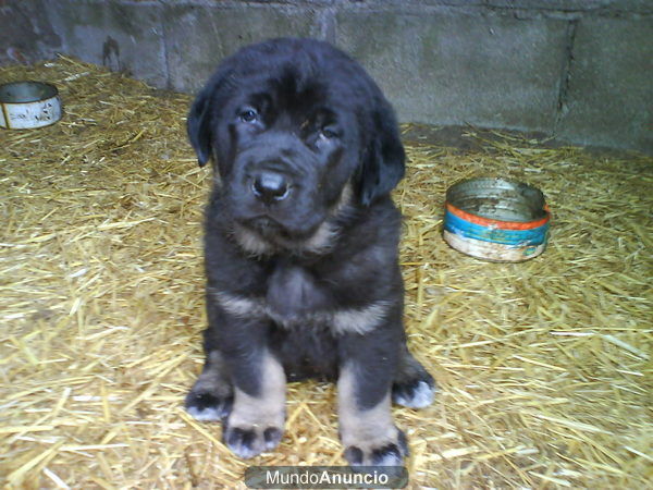 cachorra mastin leones