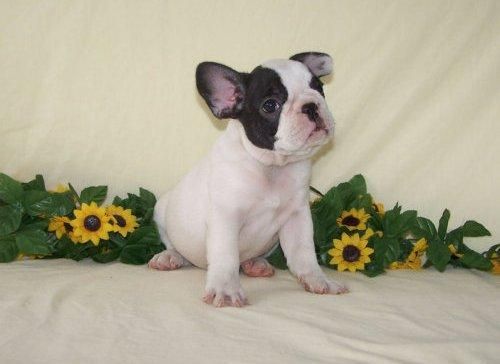 Cachorritos bulldog frances  150