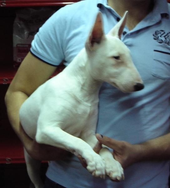 CACHORRO HEMBRA DE BULLTERRIER 500