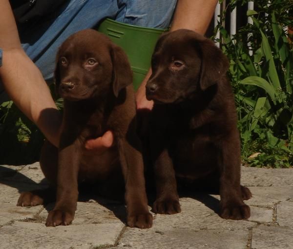 CACHORROS DE LABRADOR CHOCOLATE 600