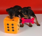 Cachorros de Mini Pincher, precio extraordinario - mejor precio | unprecio.es