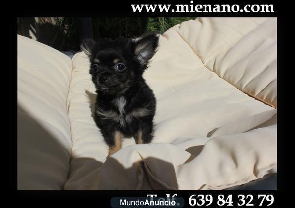 CHIHUAHUAS EN VENTA, Compre CALIDAD , Compre CAMBANUS fotos reales   jV