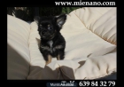 CHIHUAHUAS EN VENTA, Compre CALIDAD , Compre CAMBANUS fotos reales jV - mejor precio | unprecio.es