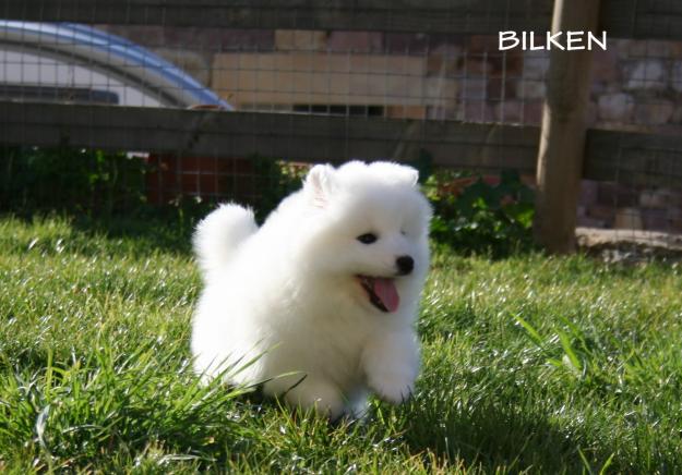 Espectacular camada de Samoyedos!!