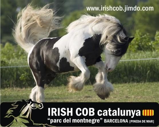 IRISH COB CATALUNYA
