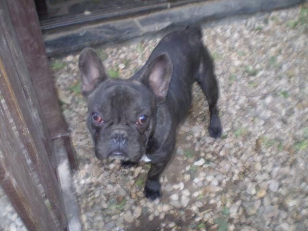 Precioso macho joven bulldog frances, 250 .