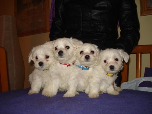 Preciosos cachorritos bichon maltes