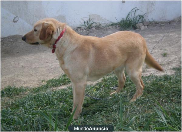 Se vende una preciosa labradora