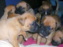 VENDO CACHORROS BOXER LEONADOS - 180 EUROS