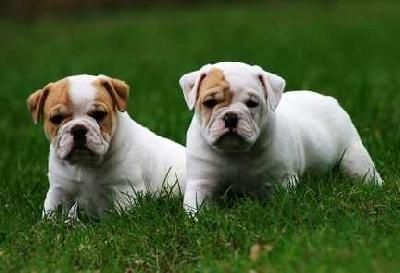 2 cachorros ( bulldog Ingles )