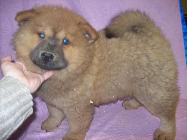 Cachorros de CHOW-CHOW marrones y blancos con PEDIGREE desde 450