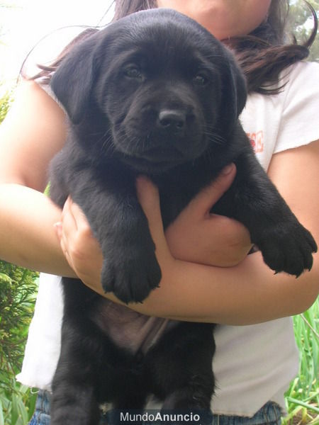 Cachorros de Labrador con pedigree de campeones