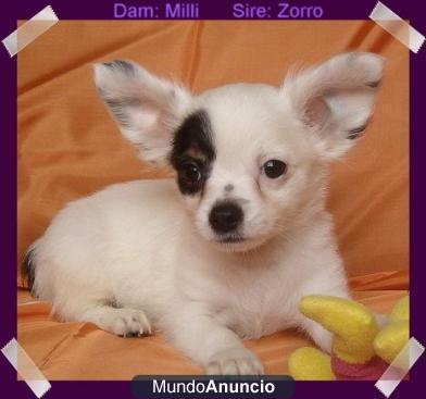 CHIHUAHUA CACHORRITO BLANCO