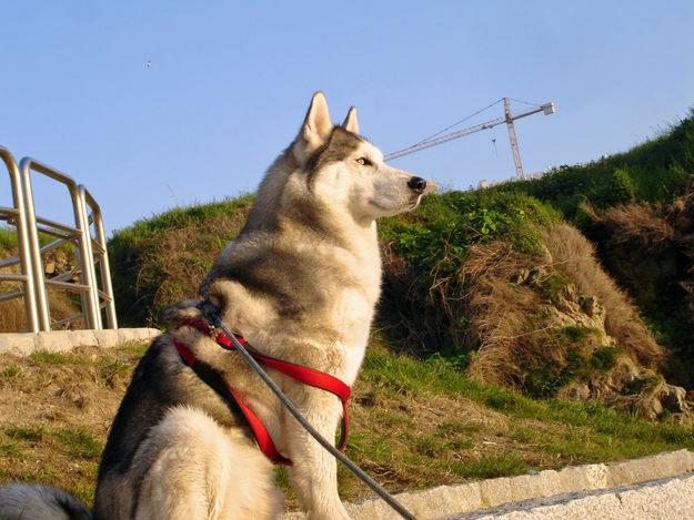 husky siberiano regalo o dejo por unos meses