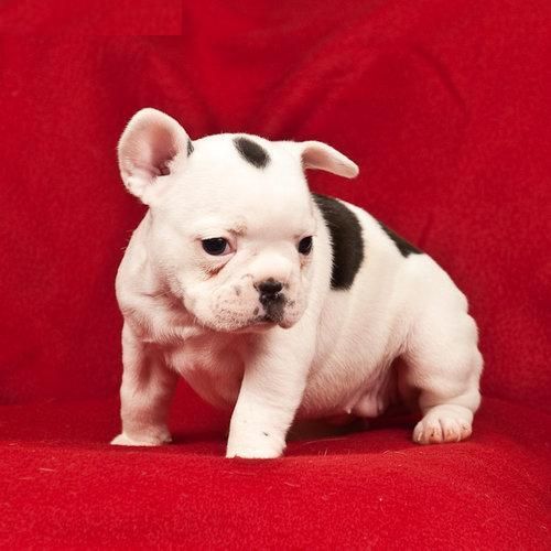 Impresionantes cachorros nuevas fotos exposicion