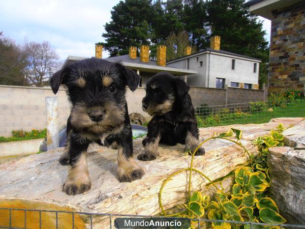 Preciosos cachorros Schnauzer miniatura