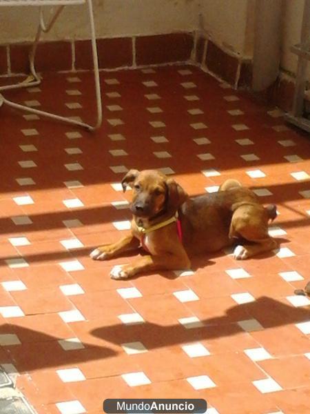 REGALO CACHORRA DE 3 MESES PASTOR ALEMAN CON SAN BERNARDO MUY BUENA Y CARIÑOSA LE ENCANTAN LOS NIÑOS...