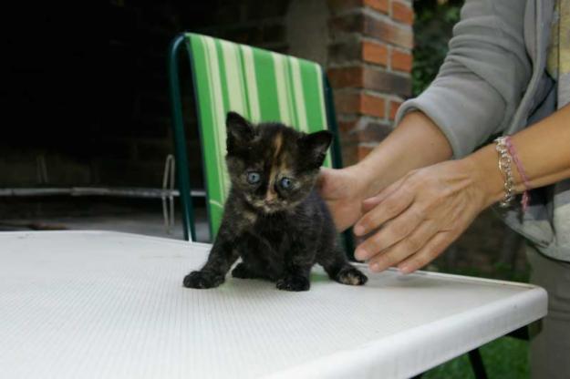 REGALO GATITO 2 SEMANAS DESPARASITADO