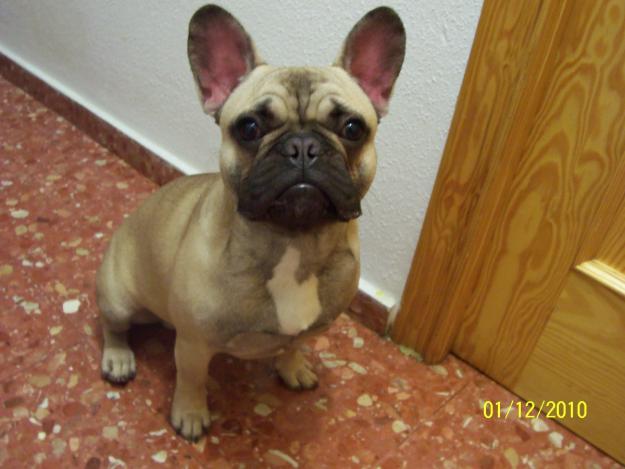 SE OFRECE BULLDOG FRANCES FAWN PARA MONTAS