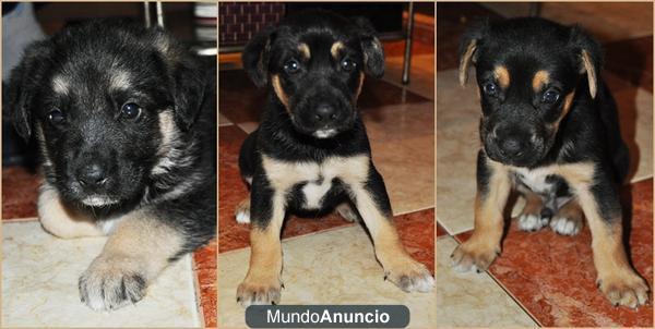 SE VENDE 3 CACHORROS PASTOR ALEMÁN