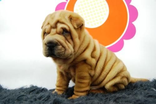 shar pei. calidad en nuestros cachorros, pedegree con garantias por enfermedad, se entrega todo junto con el cachorro