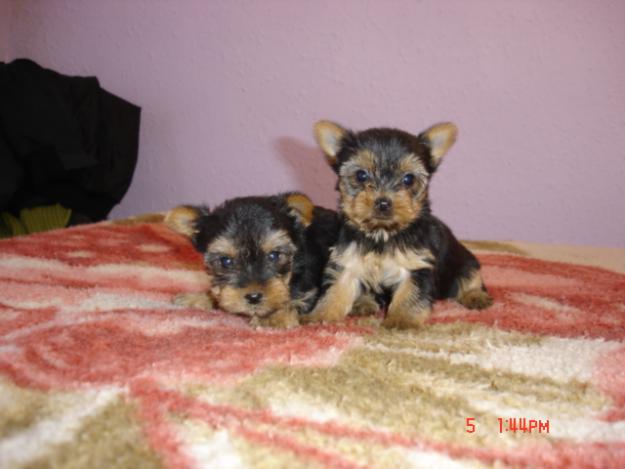 Yorkshire cachorrito 2 meses 500g de bolsillo