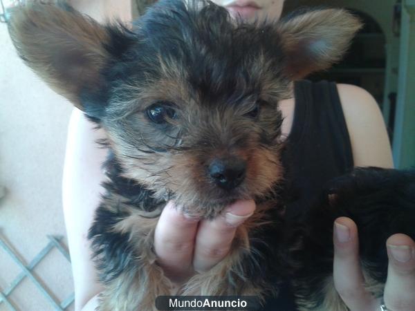 Yorkshire Terrier