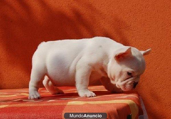 inglés cachorros bulldog disponi